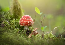 Can you help wildlife trust by going fungi spotting?