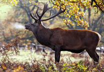 Police warn of poachers active on Exmoor
