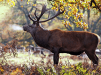 Soaring numbers of deer on hills may need culling