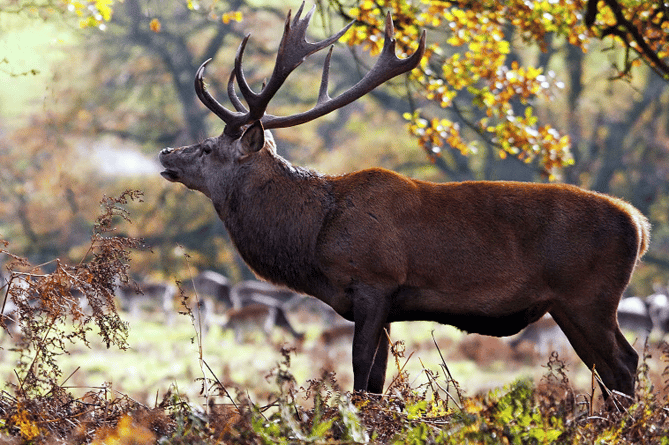 A Red Deer stag during their annual rut