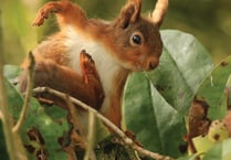 Plan for return of red squirrels to Somerset coast