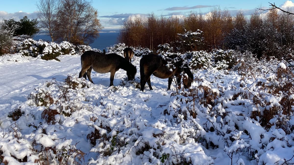 More snow forecast across West Somerset as big freeze continues | wsfp ...