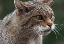 Wildcats could make Exmoor return