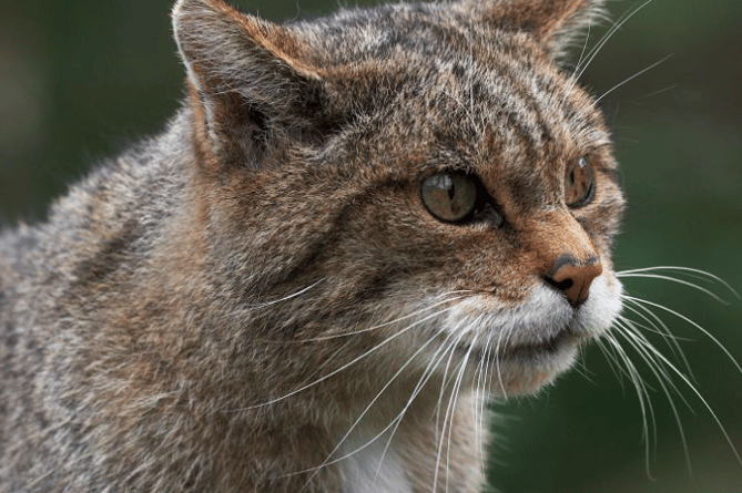 Exmoor wildcat
