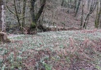 Snowdrop Valley needs volunteers