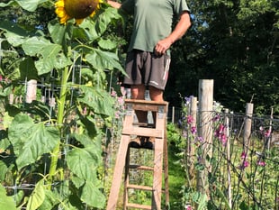 Competition for the biggest sunflower is on 