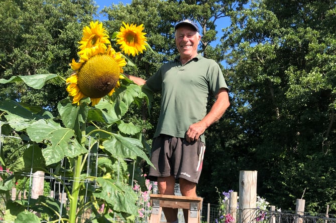 Peter King pictured next to a tall sunflower