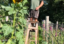 Competition for the biggest sunflower is on 