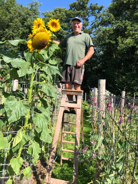Peter King pictured next to a tall sunflower