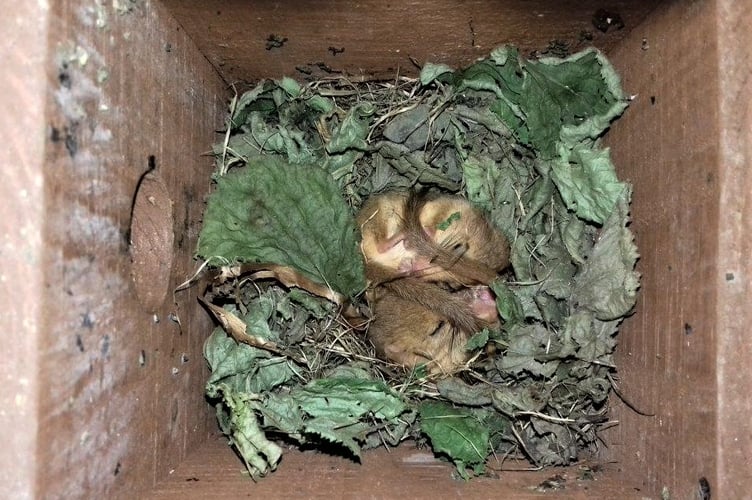 Dormice asleep in a nestbox