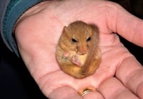 The tiny golden creatures who live in the trees