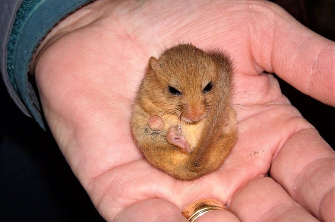 A dormouse in the palm of a registered handler