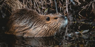 Take a virtual reality tour into the world of beavers 
