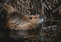 Take a virtual reality tour into the world of beavers 