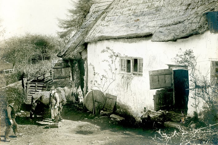 A mule being shod at Bratton Forge