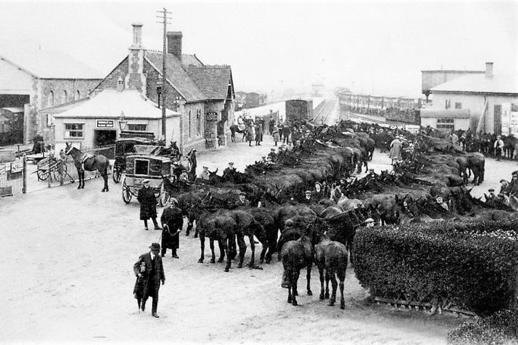 Mules at Minehead Station, waiting to be sent to war