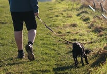Warning issued to dog walkers in the Quantock Hills