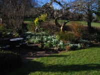 Garden opens for visitors to see 350 varieties of snowdrops