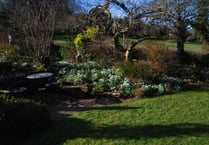 Garden opens for visitors to see 350 varieties of snowdrops