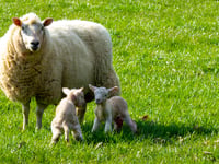 Police launch new system for reporting rural and wildlife crime