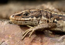 Nature Diary: The snakes and lizards that you can find on Exmoor