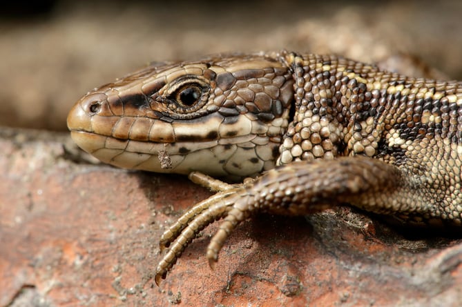 Common Lizard Zootoca vivipara