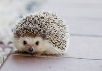 Hedgehog SOS: how to help hedgehogs as they come out of hibernation 