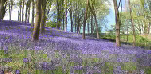 Best places to spot Bluebells across Wellington and West Somerset