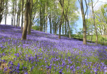 Best places to spot Bluebells across Wellington and West Somerset