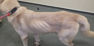 Somerset woman banned from keeping animals 