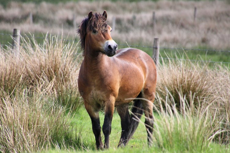 Exmoor Pony Q gene bank cryogenics