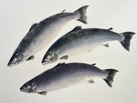 Exmoor exhibit highlights 'devastating collapse' of Atlantic salmon 