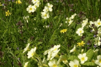 Primroses churchyard St John the Baptist Church Carhampton