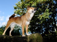 Zoo's last singing dog dies