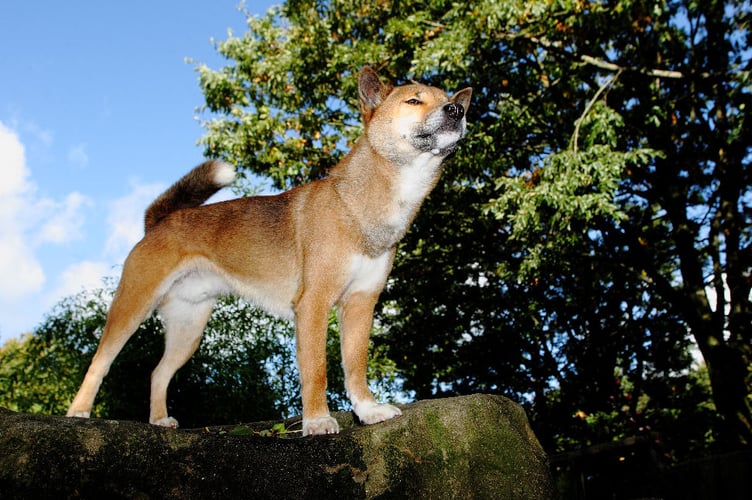 Exmoor zoo Kota New Guinea singing dog died