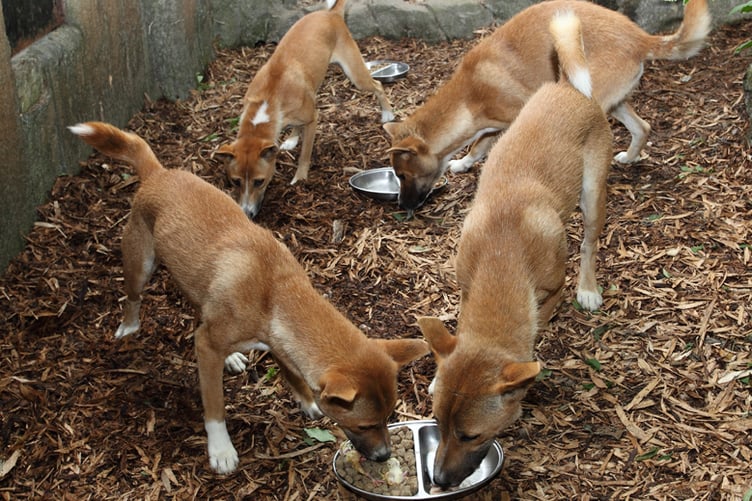 Exmoor Zoo New Guinea singing dogs family