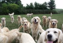 Golden Retriever Experience where dogs were removed did not have planning permission