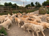 Dog petting visitor attraction refused planning consent