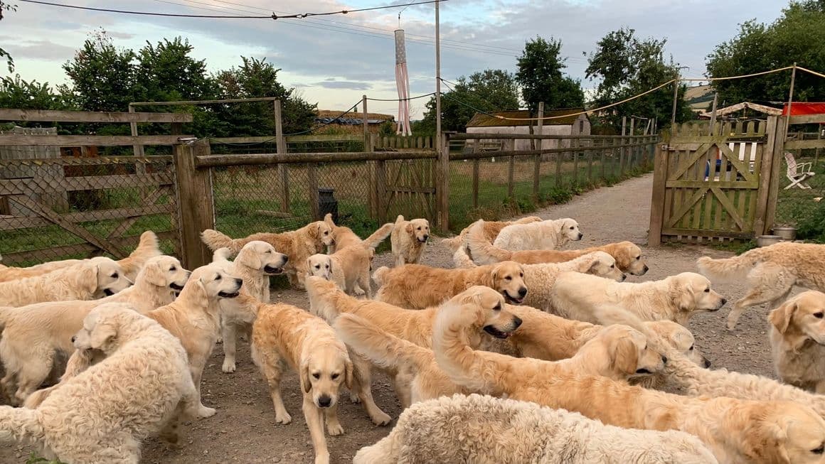 Dogs removed and warrant executed by police and RSPCA at Golden ...