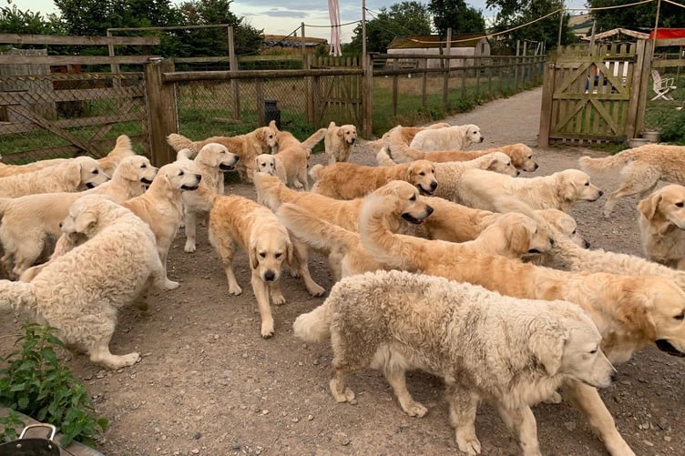 Golden Retriever Experience
