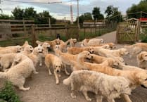 Planners refuse retrospective Golden Retriever Experience consent after court case