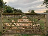 Appeal lodged after RSPCA seizes golden retrievers