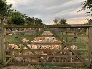 Visitor attraction loses licence after concern for welfare of  dogs