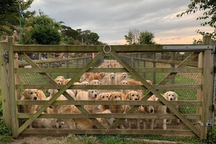Golden Retriever Experience Carhampton Exmoor