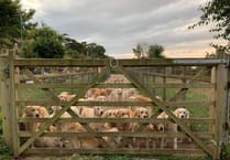 Golden Retriever Experience will not reopen after owner's animal welfare conviction