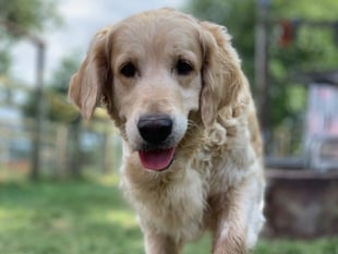Seized dogs remain in visitor attraction ownership