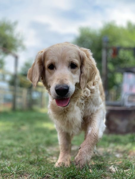 Golden Retriever Experience Carhampton Exmoor