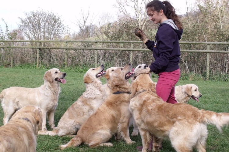 Golden Retriever Experience Carhampton Exmoor