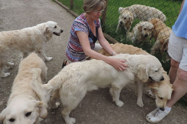 Golden Retriever Experience Carhampton Exmoor