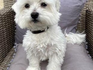 Caution advised as statistics show Easter dog poisoning cases surge
